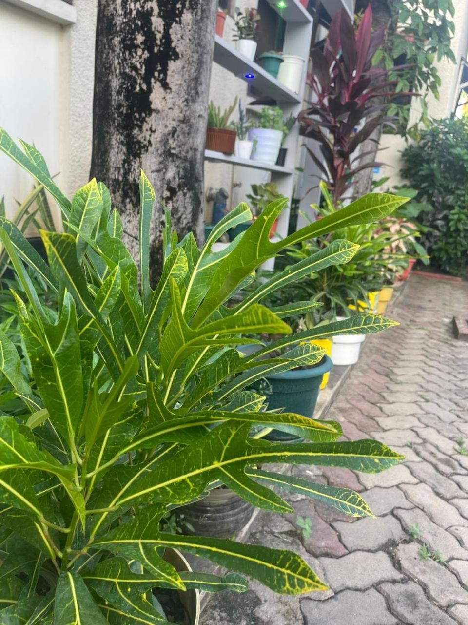 L&J Modern Backpackers Kinondoni Bed & Breakfast Dar es Salaam Exterior photo